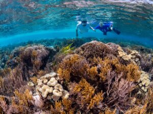 "Snorkelers exploring colorful coral reefs and tropical marine life at Pigeon Island National Park, Sri Lanka."